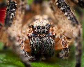 Wolf spider close up (Lycosidae)