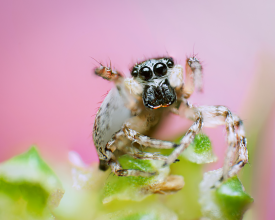 Salticus scenicus (zebra jumping spider) female