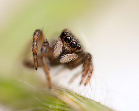 Evarcha falcata (female baby) jumping spider