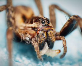 Wolf spider (Lycosidae)