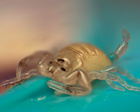 Italian baby scorpion (Euscorpius italicus)