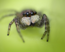 Menemerus semilimbatus female jumping spider