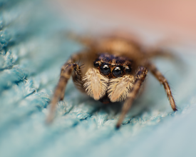 Menemerus semilimbatus female jumping spider