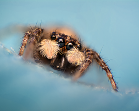 Menemerus semilimbatus female jumping spider