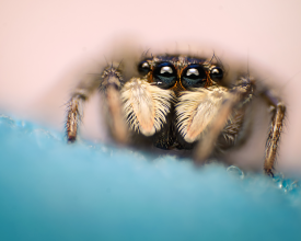 Menemerus semilimbatus female jumping spider