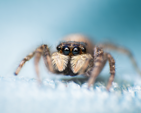 Menemerus semilimbatus female jumping spider